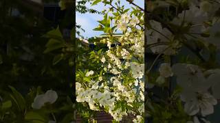 #shortvideo #shorts #flowers #spring #nature