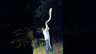 বড় হলো কিং কোবরা সাপের পরিবার - King Cobra Family #snake #snakevideo #kingcobra #সাপ