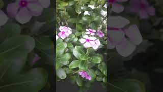 sadabahar/vinca/periwinkle plant#sun loving plant#health benefits#shorts