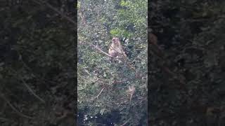 Monkeys - Karongwe Game Reserve - South Africa - May 2018