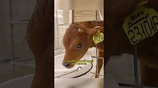 Телячья деревня🐮 Как живут телята #short #деревня #милота #сельскоехозяйство  #корова  #как #топ #я