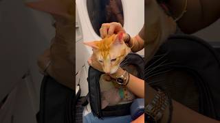 Chini ka sath Flight✈️#youtubeshorts #minivlog #shortvideo  #trending #dailyvlog #cat #shorts #vlog