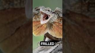 Frilled Dragons..#facts #funfacts #shortfacts #interestingfacts #foryou #randomfacts #fyp