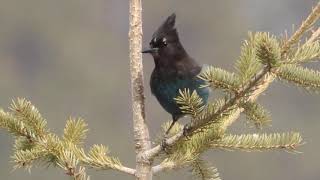 Steller's Jay Top Of Tree