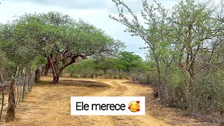 MEUS PAIS VÃO DOAR PARTE DO TERRENO DELES NA ROÇA