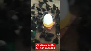 vịt xiêm lại pháp