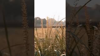 Sonya7iii video result 1080 (120) 50mm 1.8 #sonya7iii #shortsfeed #nature #videosample