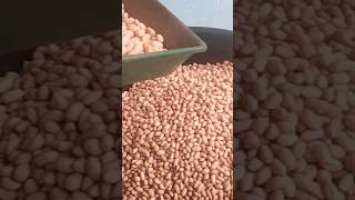 நிலக்கடலை விதைப்புக்கு தயார்  @sebas2650#tnfarmer #tnagriculture #shortsfeed #trending #groundnut