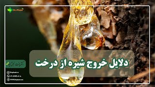 دلایل خروج شیره از درخت