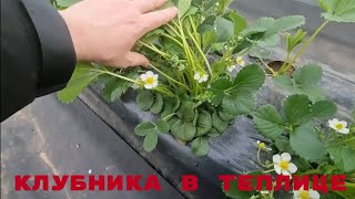 САМЫЙ ЛУЧШИЙ СОРТ КЛУБНИКИ ДЛЯ ТЕПЛИЦЫ!