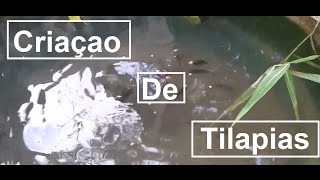 Criação de tilapias (Vlog Da Pesca)