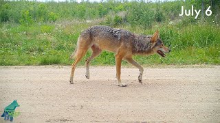 Wolf with leg injury heals in a matter of days