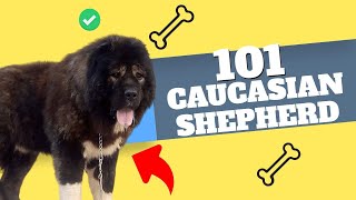 Uncovering the Secret of the Caucasian Shepherd Dog! (You Won't Believe What We Found!)