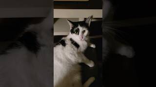 Cat cleans where you touch his fur #cat #funnycats #pets #animals