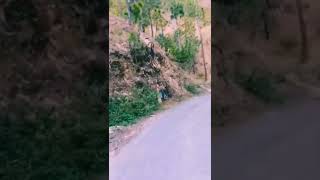 Aaj Phir | Nainital Uttarakhand #shorts #nature #nainital #travel #vlog #hills #forest #riding