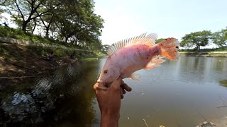 Ikan kurang nafsu makan,tetap hasil