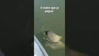 o maior pacu que já peguei!! #rio #fish #pescador #fishing #pescaria