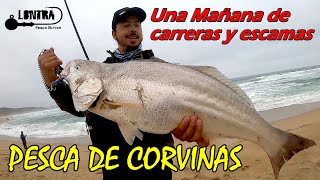 Una Mañana de Carreras y Escamas, Pesca de Corvinas en Región de Valparaíso, Chile.