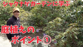 【シャクナゲ】シャクナゲガーデンに学ぶ庭植えのポイント①【赤塚植物園農場だより】