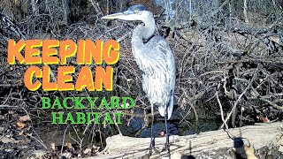 🦊Large BLUE HERON is KEEPING HIS FEATHERS CLEAN #trailcam #backyard #habitat