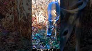 Nice Buck checking out my hunting spot! #whitetaildeer