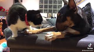 English bull terrier and cat are best friends 😍