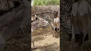 Enjoy 😍 of donkeys