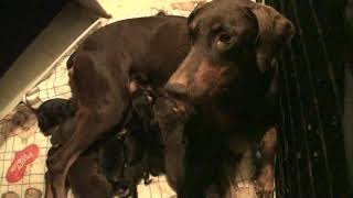 Doberman King sees his kids for the first time.  Mommy is grumpy after a long night of giving birth