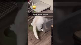 Cat gets caught stealing treats