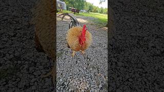 roo said thank you for over 2 million views #godfirst #goviral #2millionviews #farming #rooster