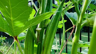 HUGE OKRA PLANT IN MY GARDEN!!!