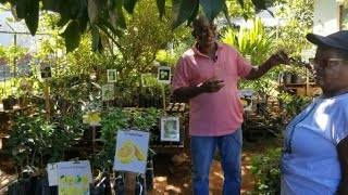 Where to Find Rare Fruits and Medicinal Plants - Plant Nursery Tour