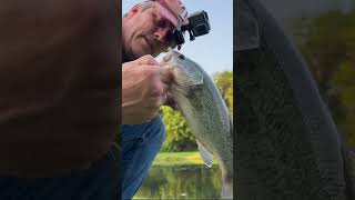 Catching Largemouth Bass Fly Fishing🛏☀️🎣#shorts #flyfishing #largemouth