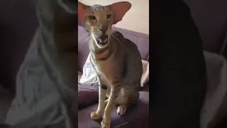 OMG 😳 what is the animal #cat#catvideos#animals#omg#world#shorts#short#shortvideo