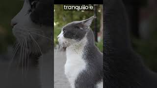 5 COISAS QUE SEU GATO MAIS ODEIA