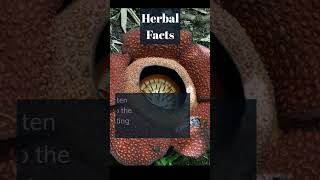 Herbal facts #shorts #herbal #facts