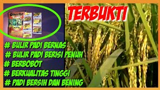 FUNGISIDA & NUTRISI TANAMAN PADI AGAR BERNAS BERKUALITAS_QUALITY FUNGICIDE, NUTRITION FOR RICE PLANT