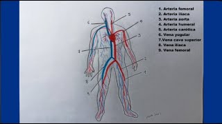 ¿Cómo dibujar el SISTEMA CIRCULATORIO Y SUS PARTES?