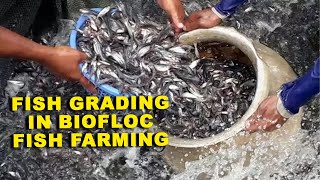 Why Fish Grading is Important in Biofloc Fish Farming (Most Important Topic) by Assammak Farm