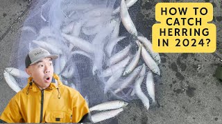 🕸Herring Fishing Report San Francisco 2024 | How to cast a net?