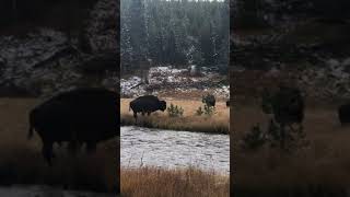 Bison in Yellowstone National Park.