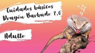 CUIDADOS BÁSICOS en Dragón Barbudo pt 1 | Adulto 👀 | Salud Bichera 👩🏻‍⚕️🦎 | Wild Care