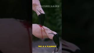 A Flamingo Unique #naturecam #shorts #facts