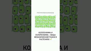 Зачем плодам косточки, а орехам скорлупа?