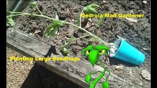 Planting large seedlings