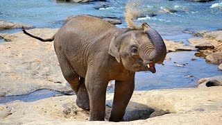 Cute Baby Elephants Compilation 🐘 [Funny Pets]