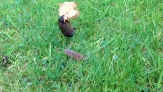 3 year old narrates Slug vs Mushroom