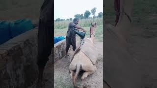 In the desert, the water-stressed people are carrying sacks on camels