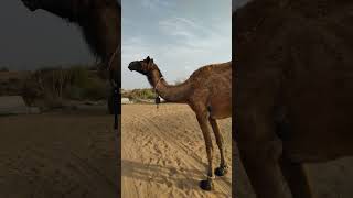 Walking Camels video