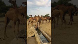 The camels look thirsty #shorts